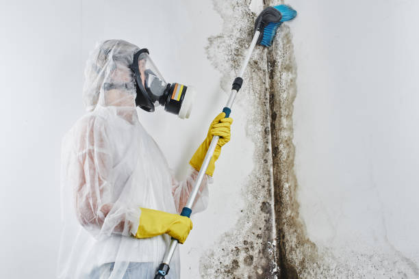 Best Mold Damage Repair  in Meggett, SC