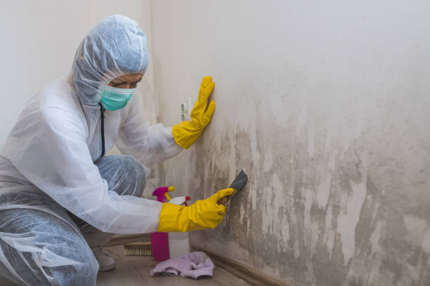 Best Toxic Mold Removal  in Meggett, SC