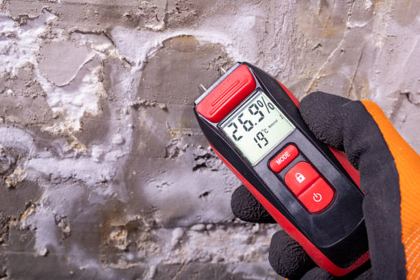 Best Best Mold Removal Companies  in Meggett, SC