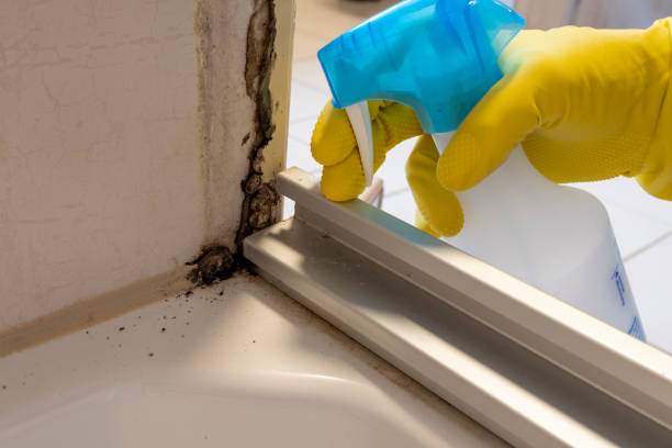 Best Mold Cleaning Services  in Meggett, SC