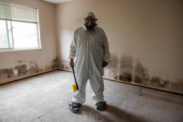 Certified Mold Removal in Meggett, SC