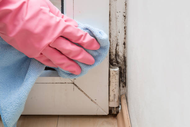 Best Mold Remediation  in Meggett, SC