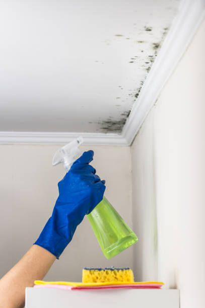 Professional Mold Removal in Meggett, SC